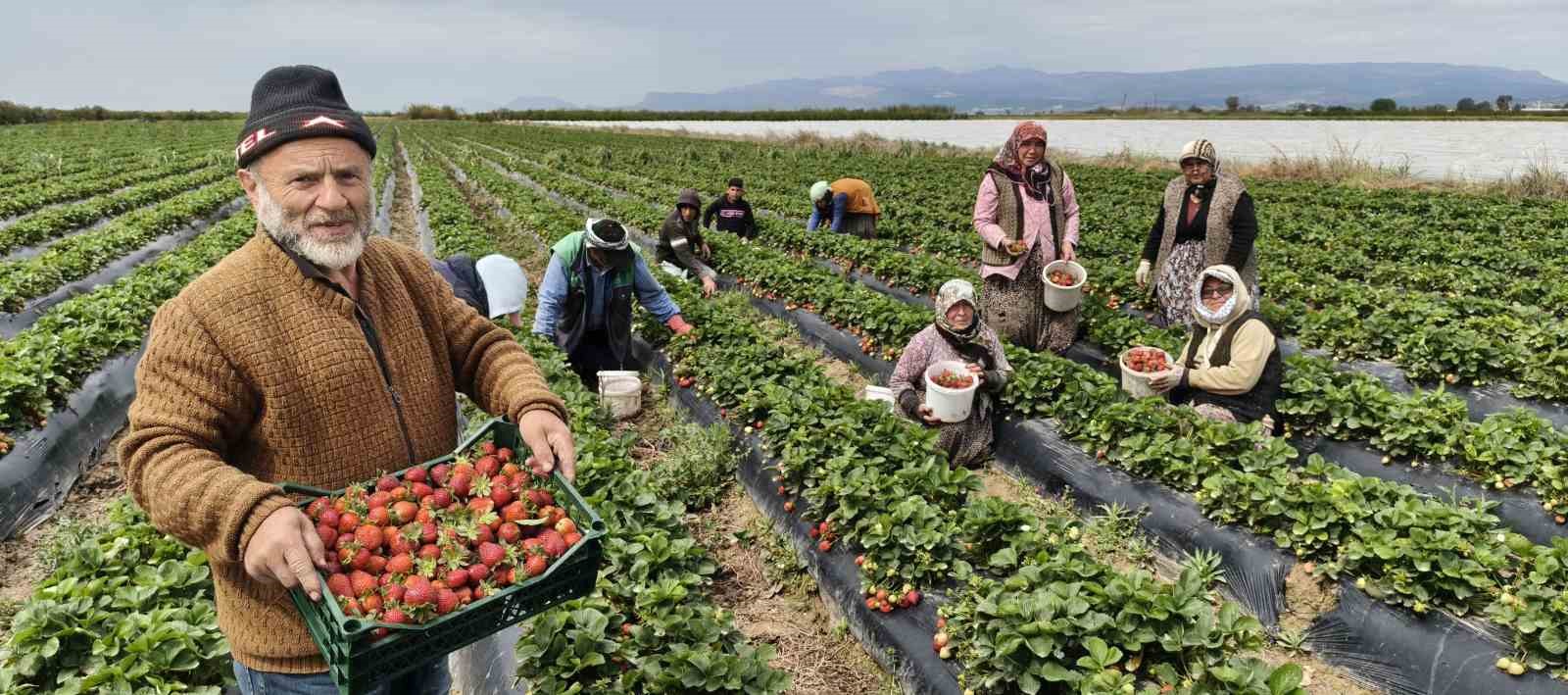 Mersin’de açıkta çilek hasadı başladı: İç pazarda kilogramı 65 ile 75 TL arasında
