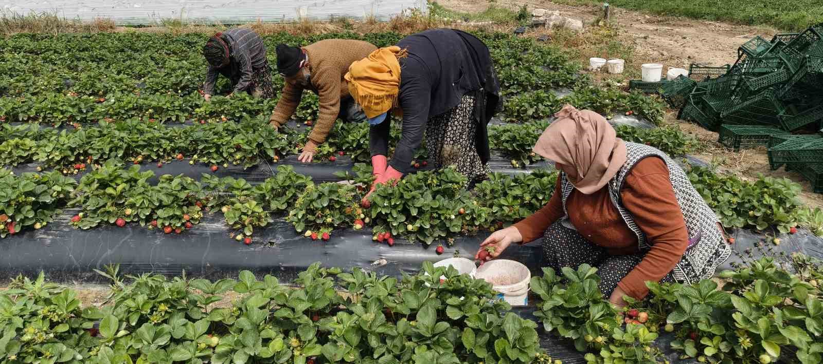 Mersin’de açıkta çilek hasadı başladı: İç pazarda kilogramı 65 ile 75 TL arasında
