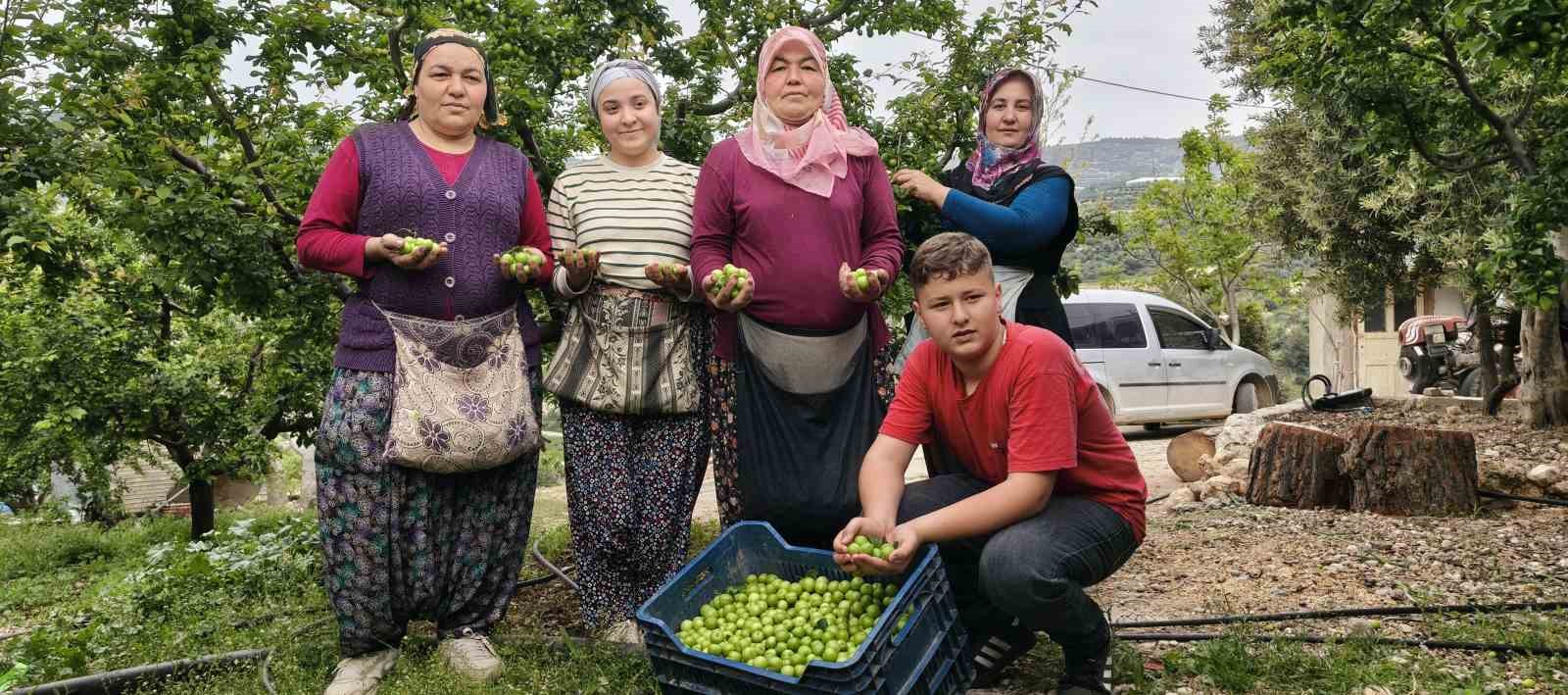 Mersin’de açıkta erik hasadı başladı, fiyatı 200 TL’ye kadar düştü
