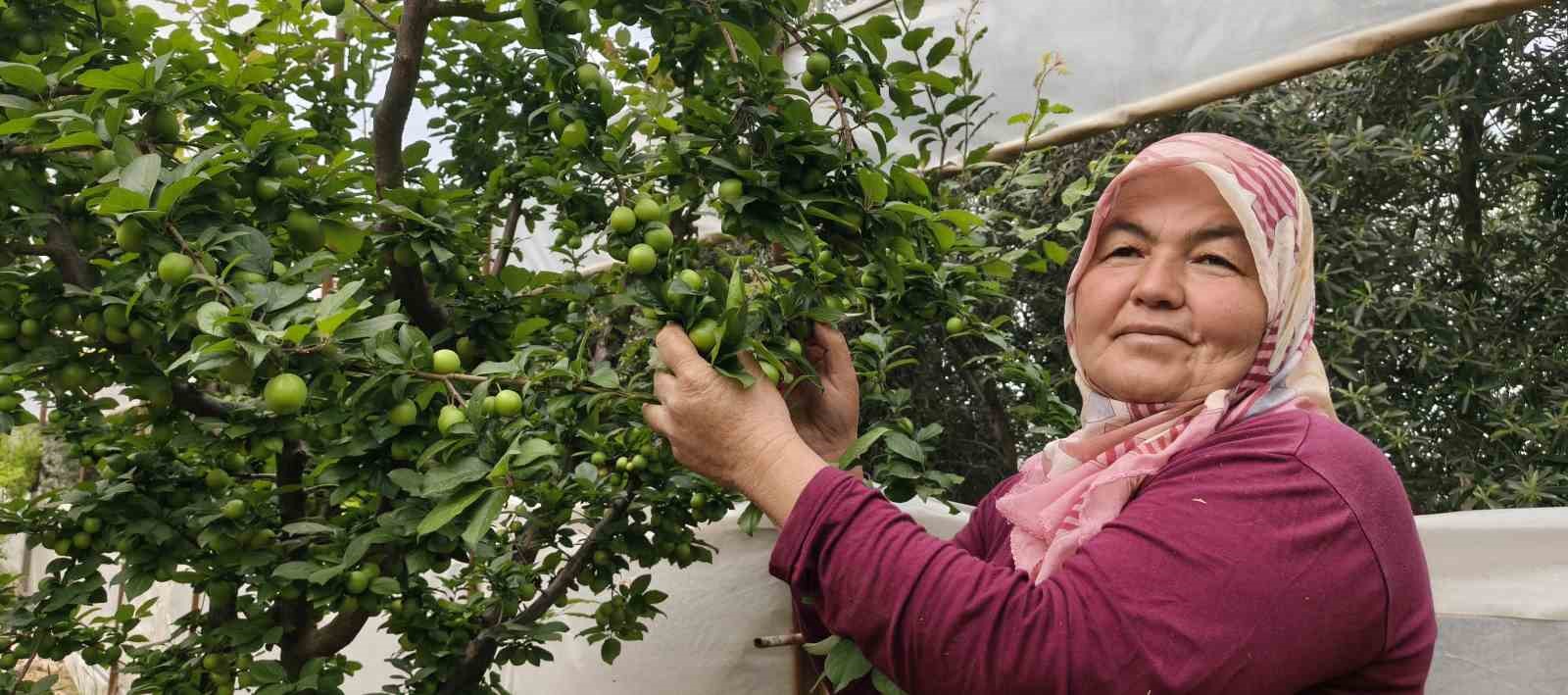 Mersin’de açıkta erik hasadı başladı, fiyatı 200 TL’ye kadar düştü
