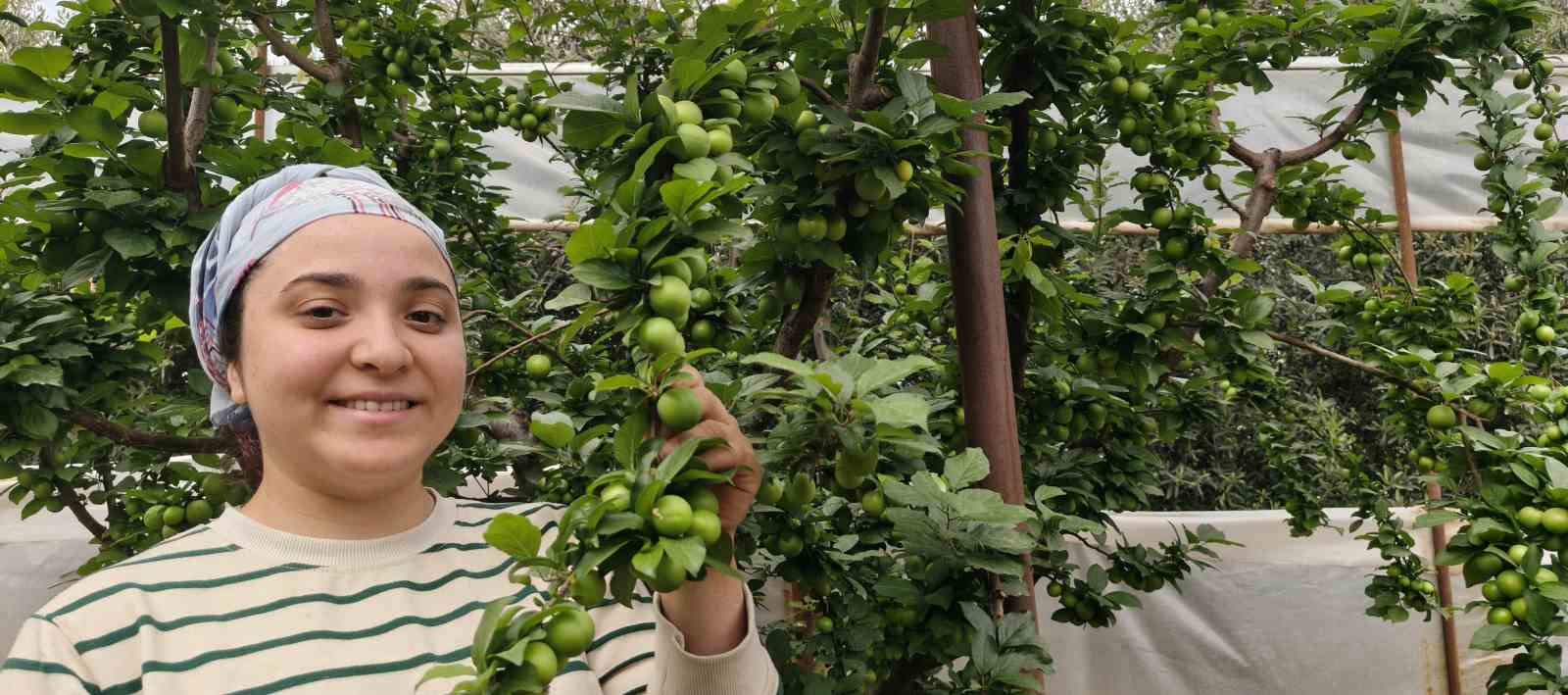 Mersin’de açıkta erik hasadı başladı, fiyatı 200 TL’ye kadar düştü
