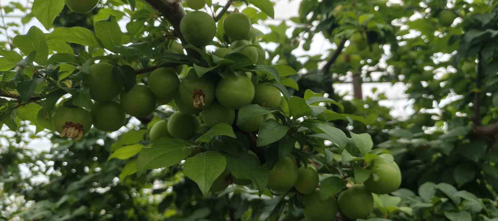 Mersin’de açıkta erik hasadı başladı, fiyatı 200 TL’ye kadar düştü
