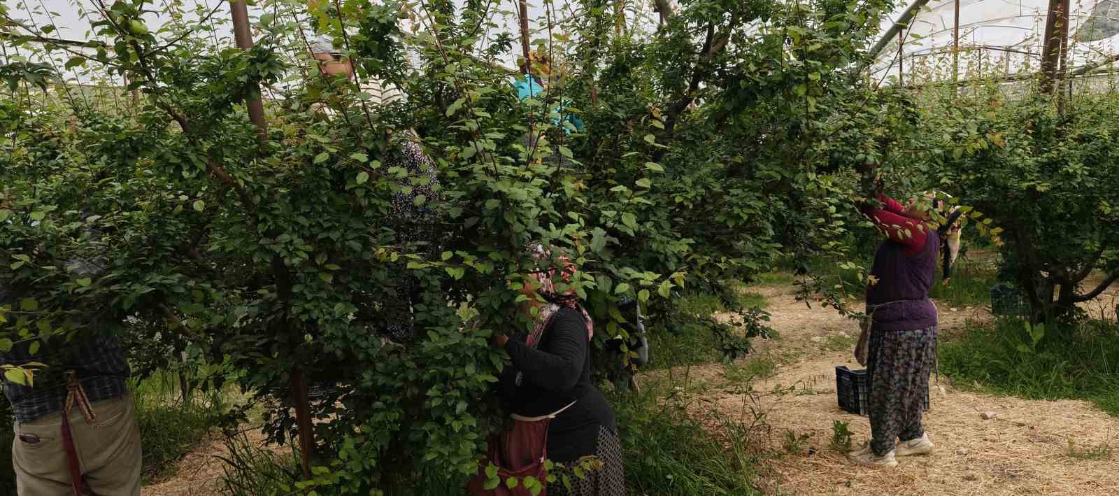 Mersin’de açıkta erik hasadı başladı, fiyatı 200 TL’ye kadar düştü
