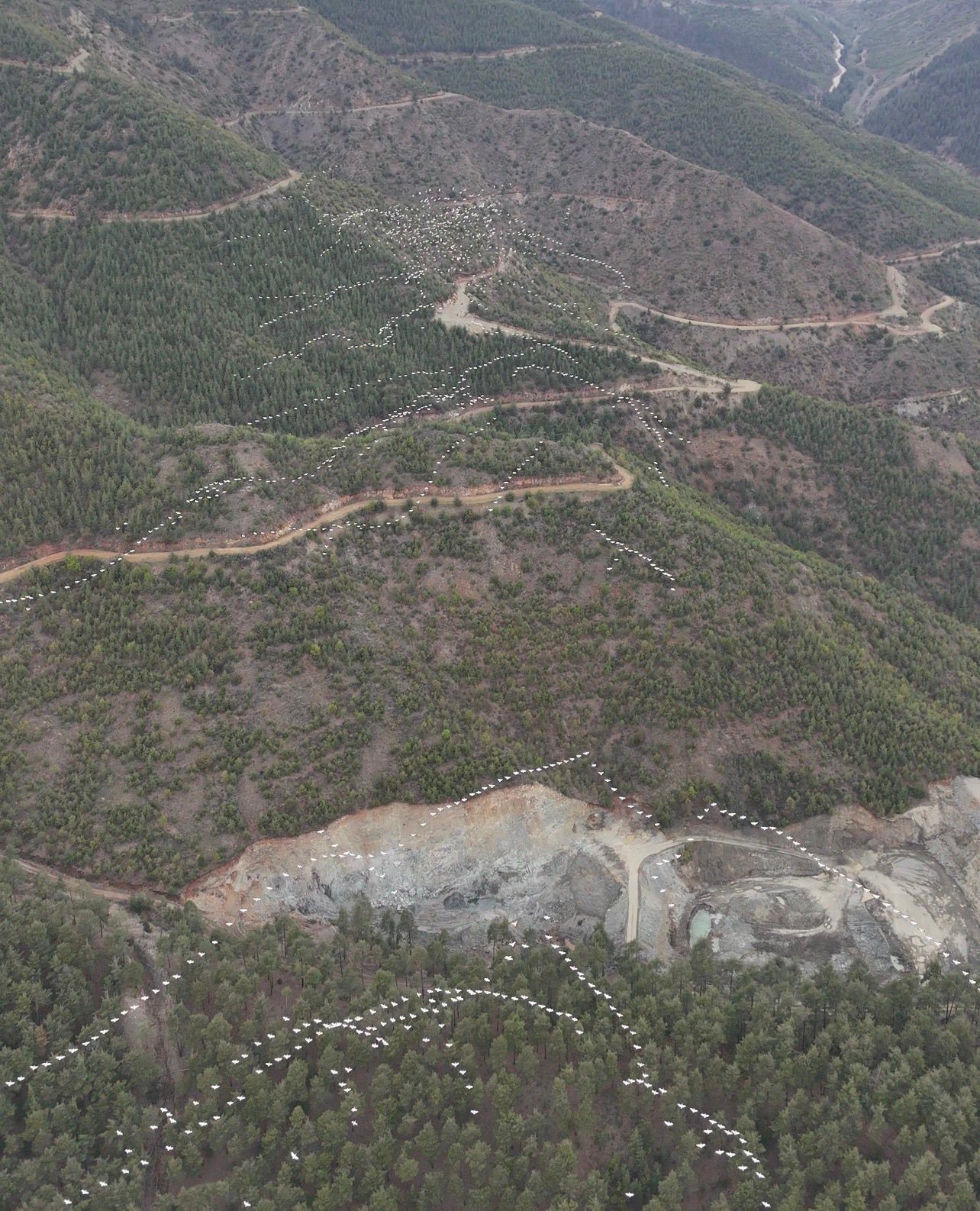 Mersin’de ak pelikanların dansı görsel şölen sundu

