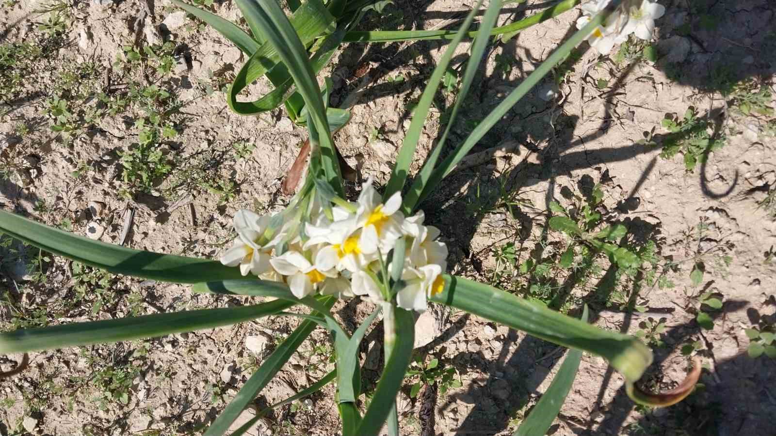 Mersin’de baharı yaşatan nergis çiçekleri gelir kaynağı oldu
