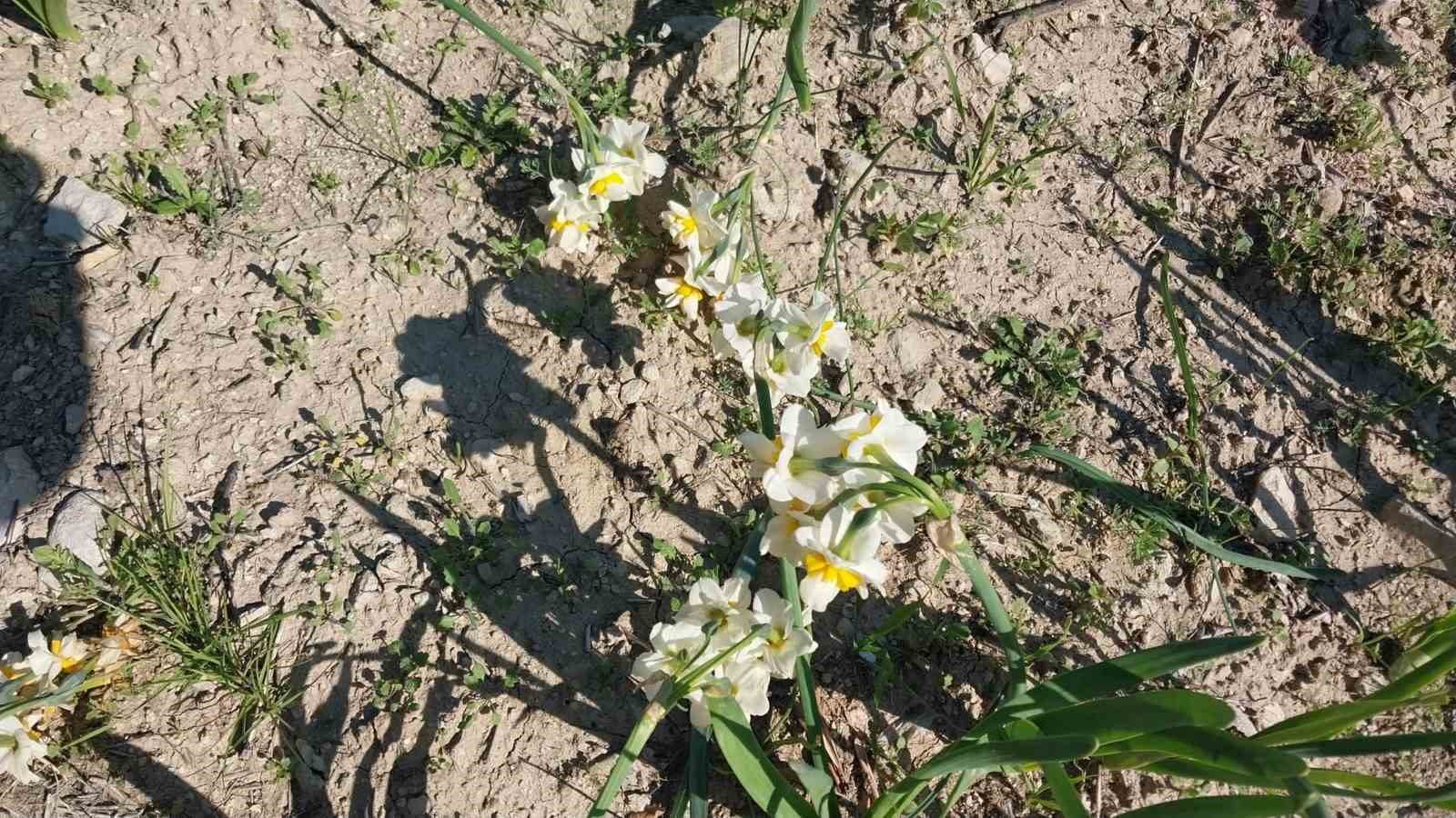 Mersin’de baharı yaşatan nergis çiçekleri gelir kaynağı oldu
