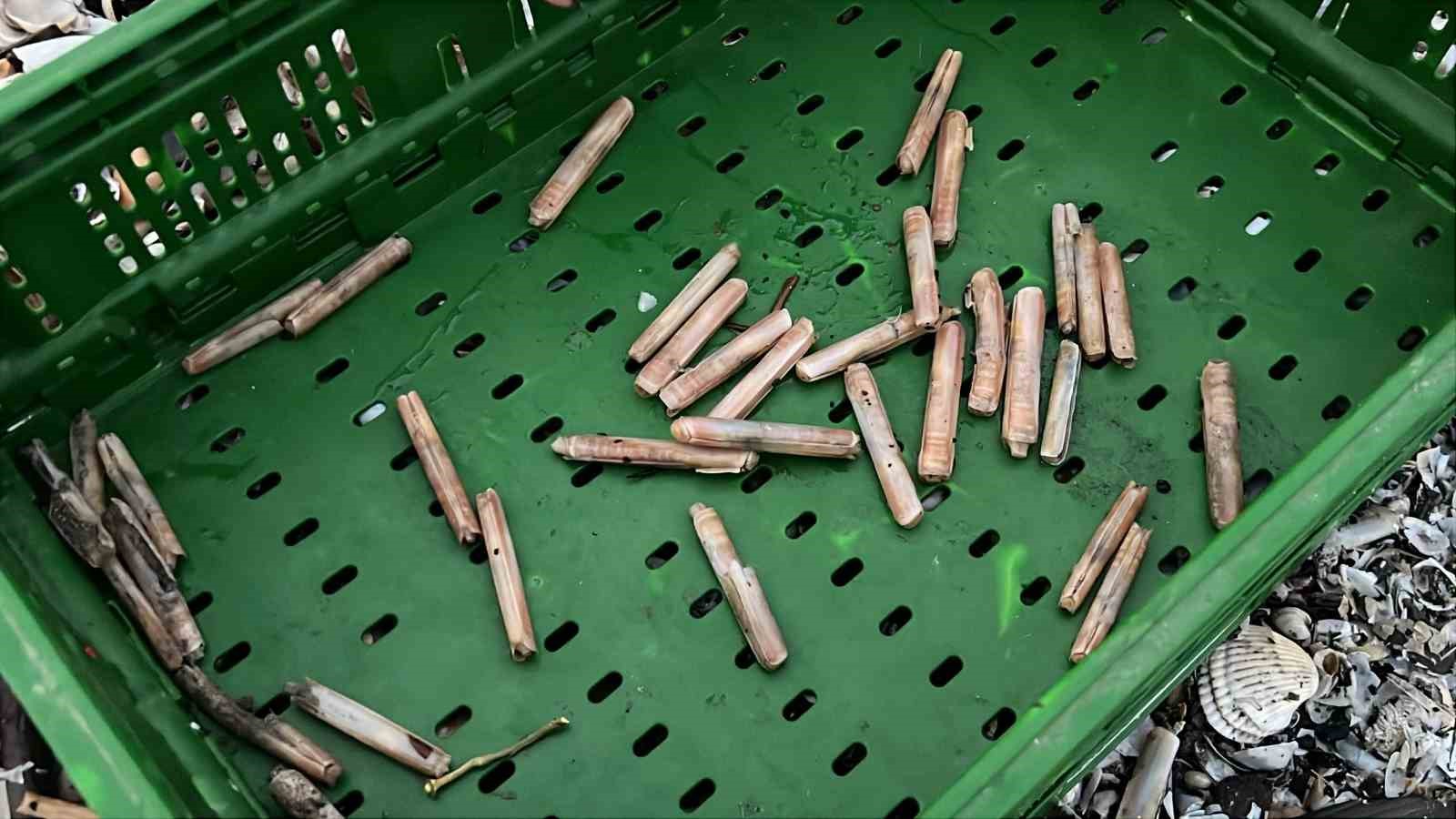 Mersin’de fırtına sonrası binlerce kargı midyesi sahile vurdu: Balıkçılar tek tek topladı
Mersin’de fırtına sonrası binlerce kargı midyesi sahile vurdu: Balıkçılar tek tek topladı