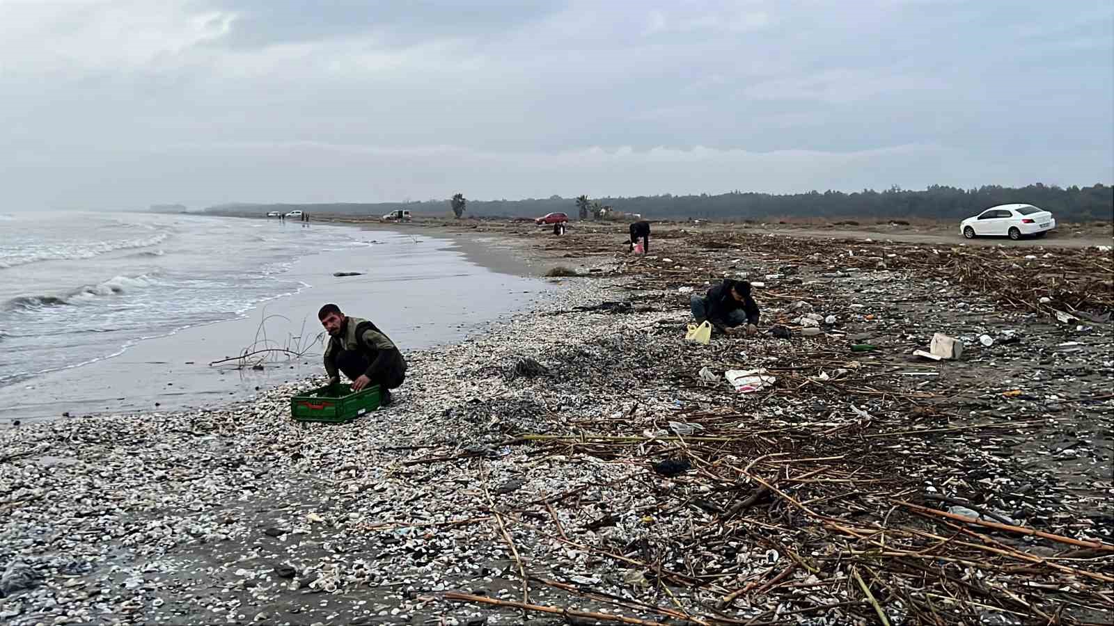 Mersin’de fırtına sonrası binlerce kargı midyesi sahile vurdu: Balıkçılar tek tek topladı
Mersin’de fırtına sonrası binlerce kargı midyesi sahile vurdu: Balıkçılar tek tek topladı