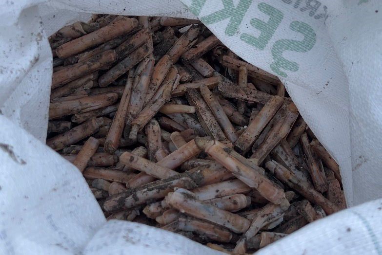 Mersin’de fırtına sonrası binlerce kargı midyesi sahile vurdu: Balıkçılar tek tek topladı
Mersin’de fırtına sonrası binlerce kargı midyesi sahile vurdu: Balıkçılar tek tek topladı