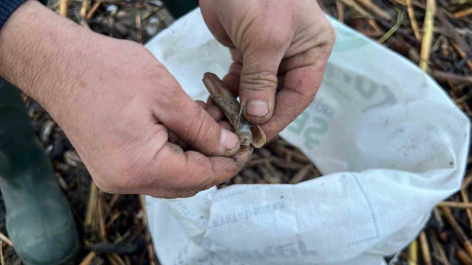 Mersin’de fırtına sonrası binlerce kargı midyesi sahile vurdu: Balıkçılar tek tek topladı
Mersin’de fırtına sonrası binlerce kargı midyesi sahile vurdu: Balıkçılar tek tek topladı