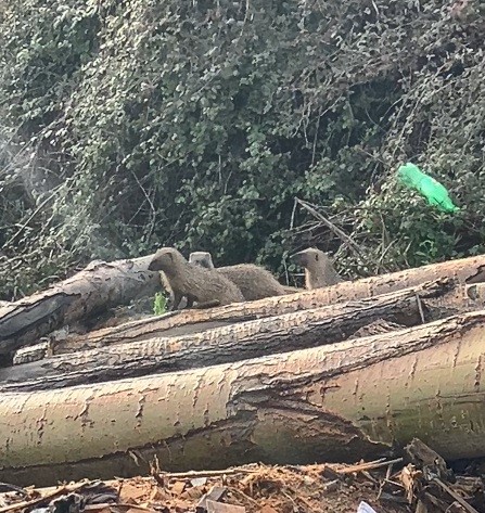 Mersin’de sansar ailesi görüntülendi
