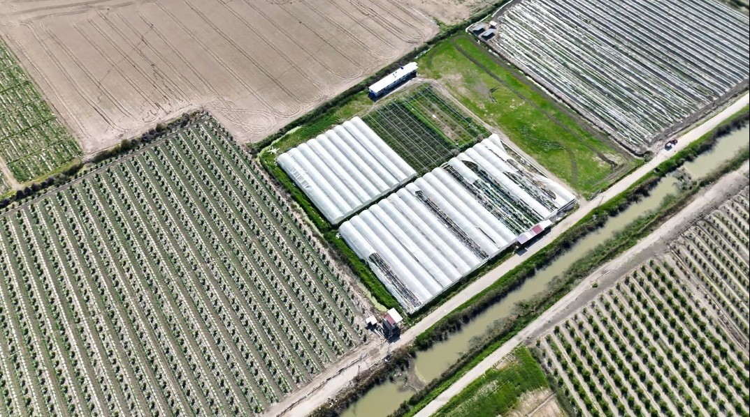 Mersin’de seraya baskın: Binlerce kök Hint keneviri ele geçirildi
