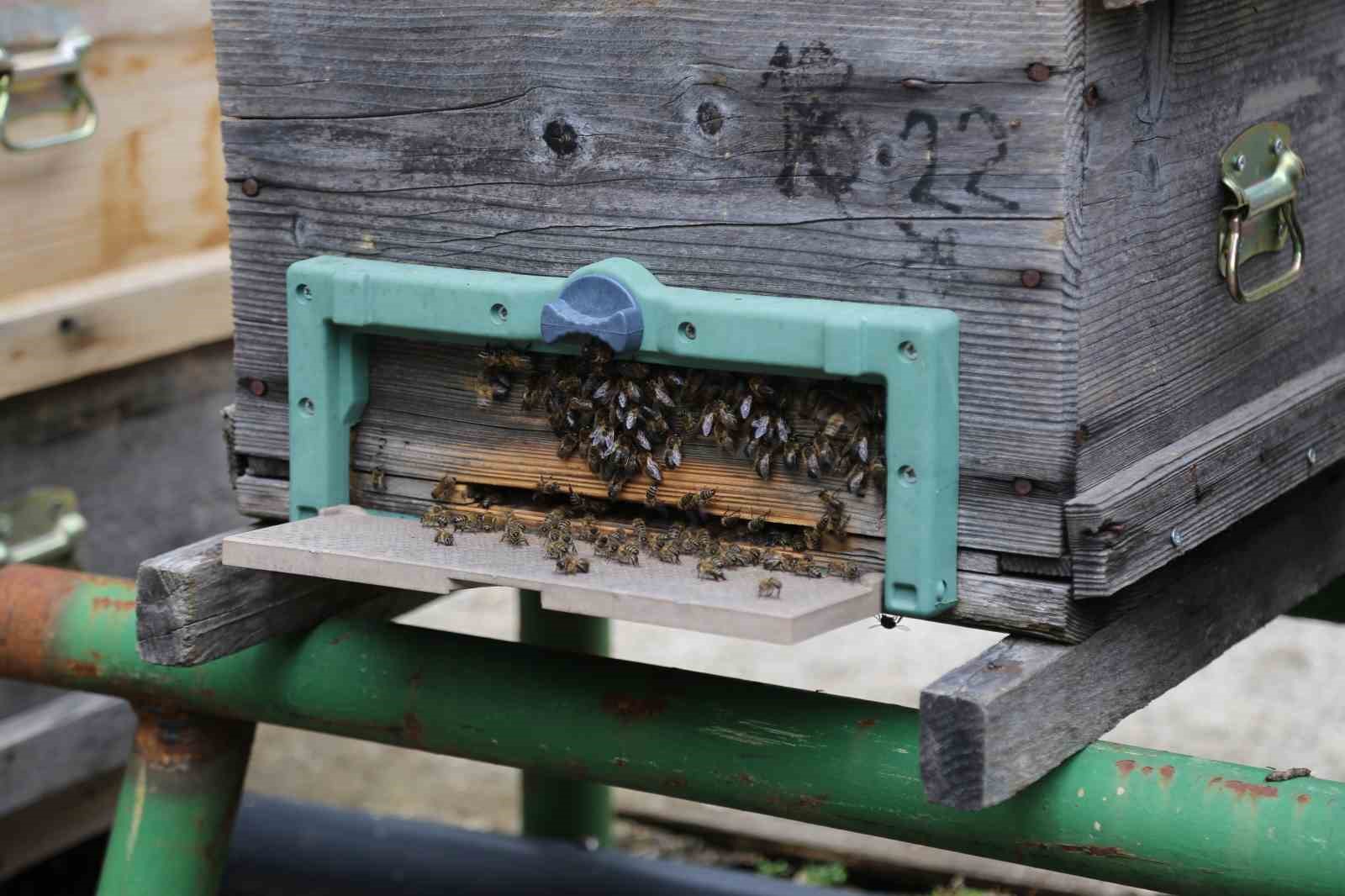Mevsim normallerinin altında seyreden hava sıcaklığı arıcıları vurdu, uzmanlardan kritik uyarı
