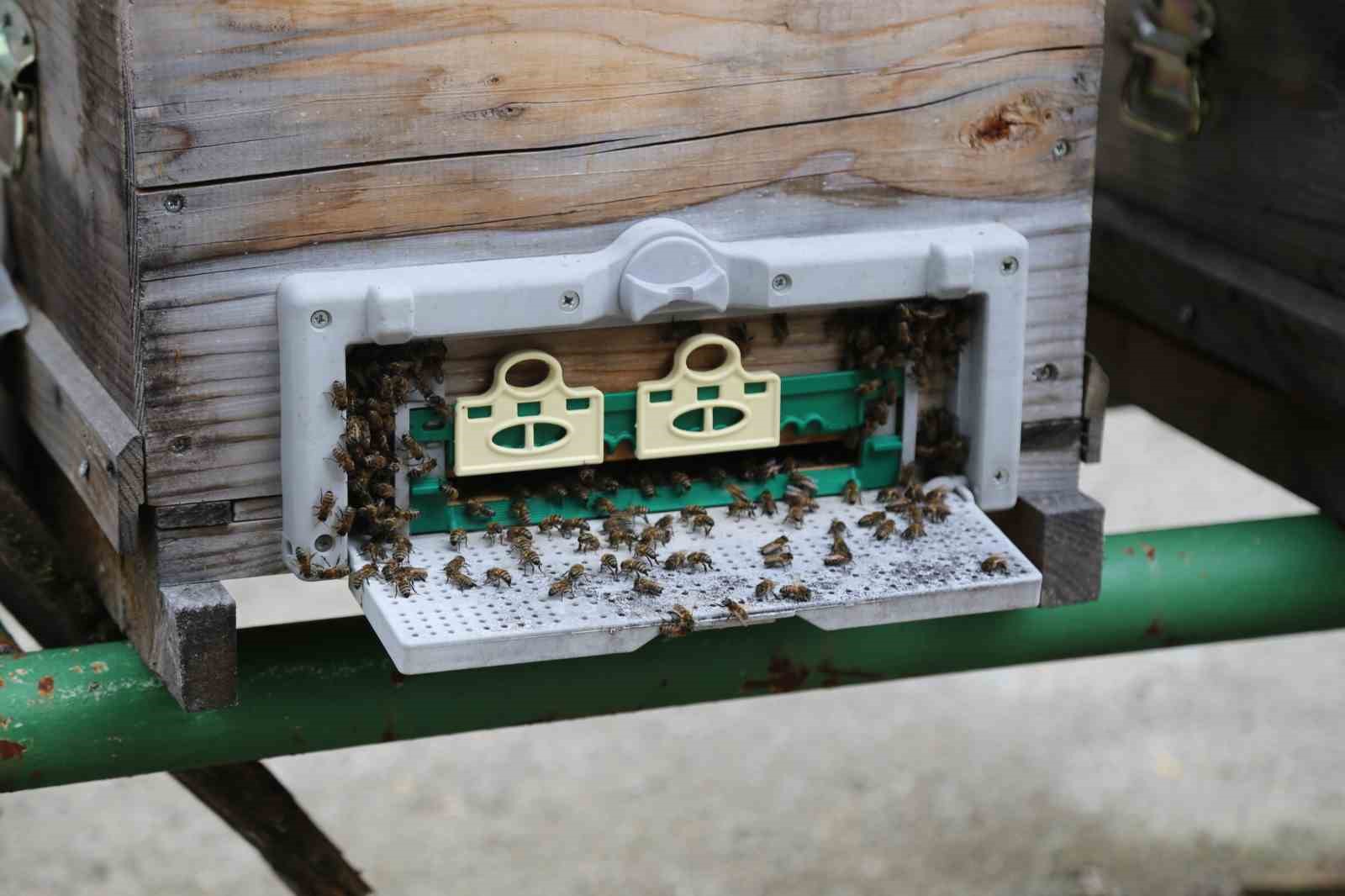 Mevsim normallerinin altında seyreden hava sıcaklığı arıcıları vurdu, uzmanlardan kritik uyarı
