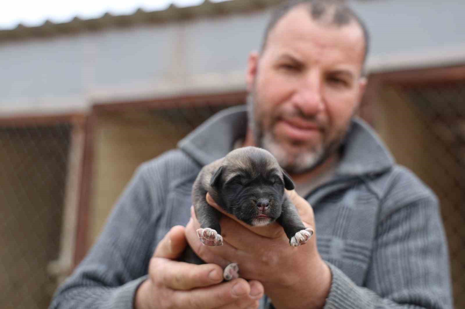 Mevsimin ilk kangalları dünyaya gözlerini açtı, karakterleri böyle ortaya çıkıyor
