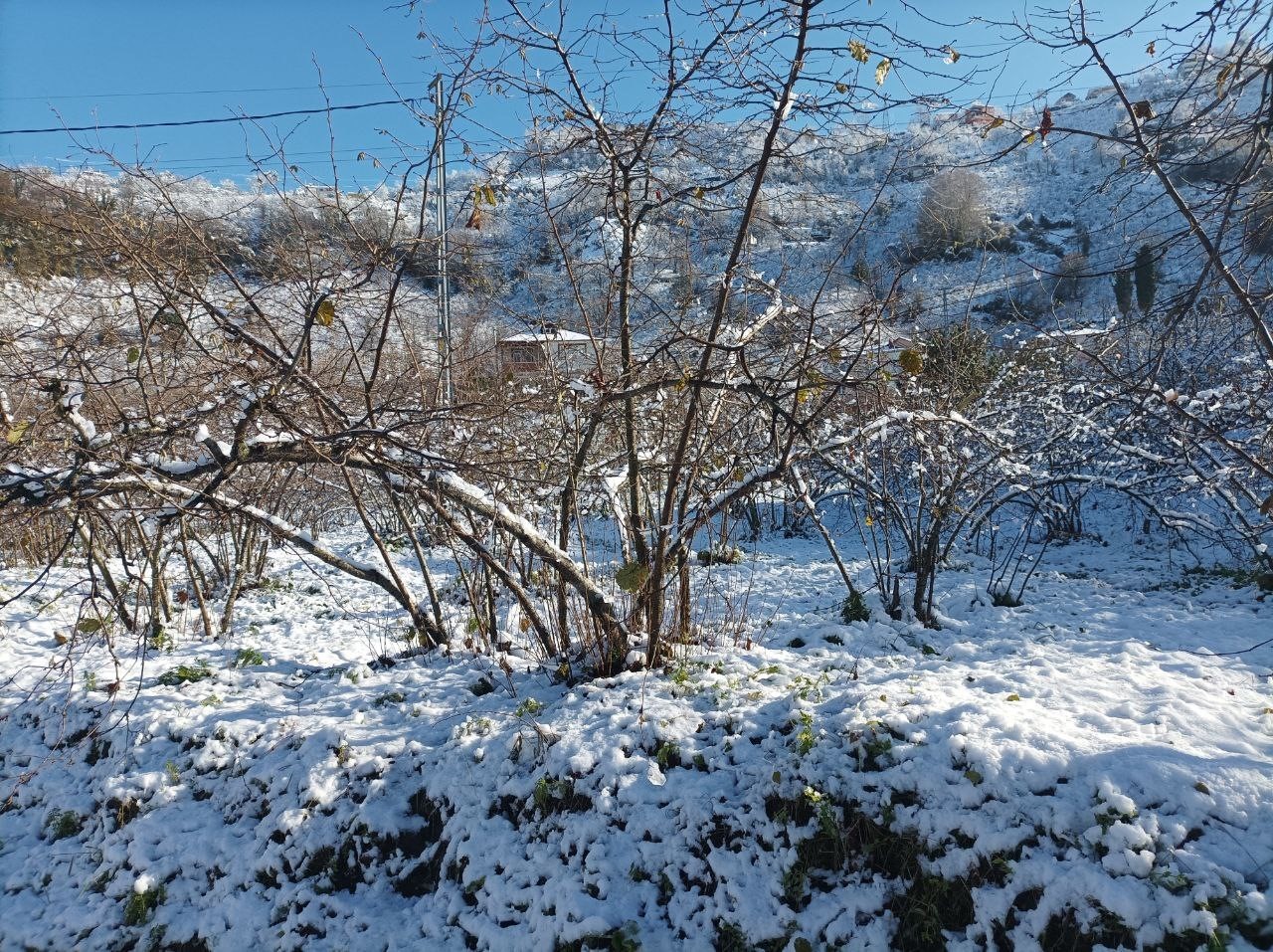 Mevsiminde yağan kar fındık üreticisini sevindirdi
Mevsiminde yağan kar fındık üreticisini sevindirdi