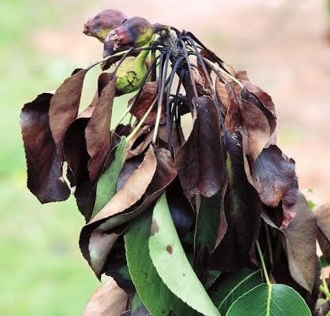 Meyve üreticilerine ateş yanıklığı uyarısı
Meyve üreticilerine ateş yanıklığı uyarısı