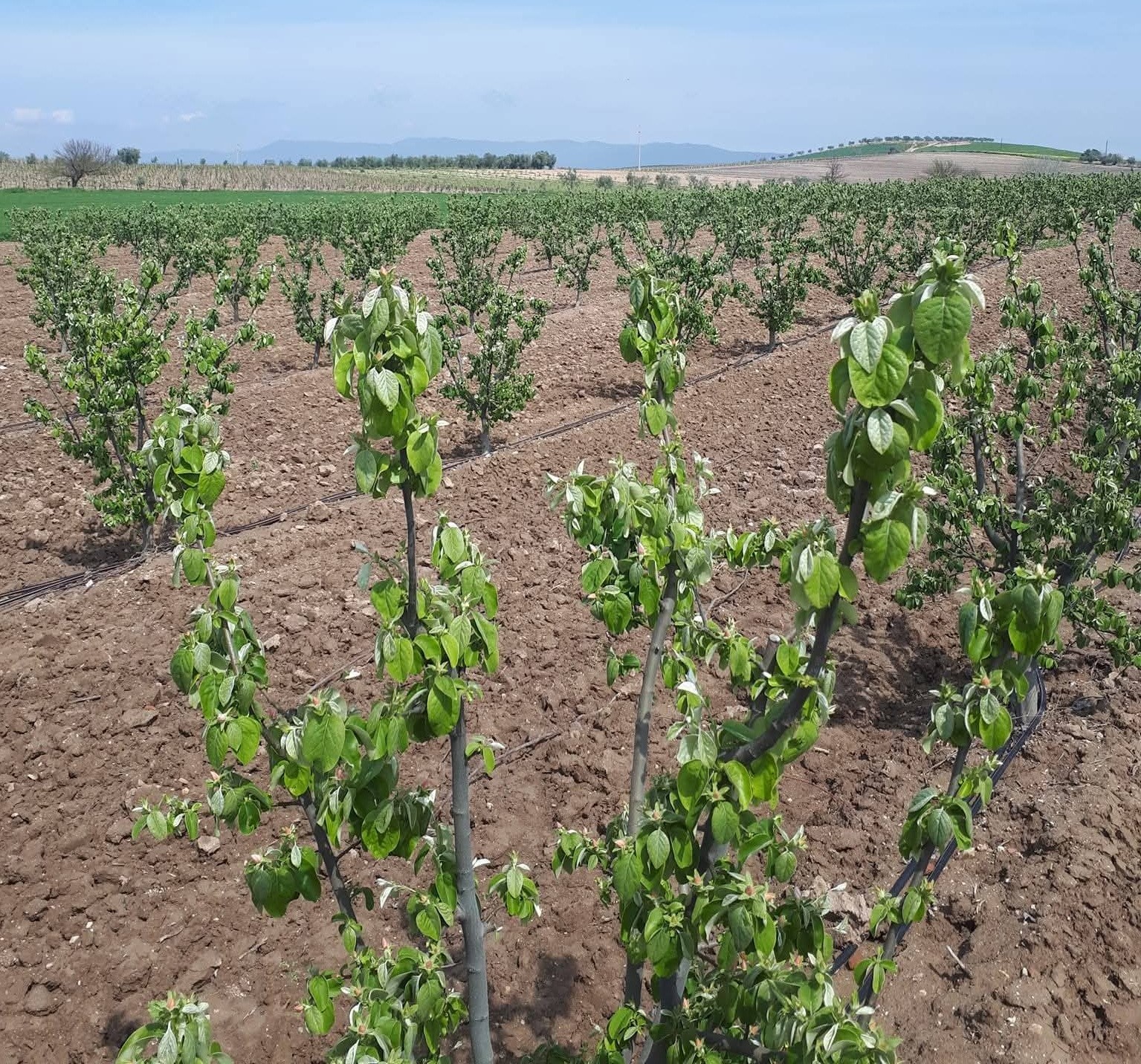 Meyve üreticilerine ateş yanıklığı uyarısı
Meyve üreticilerine ateş yanıklığı uyarısı