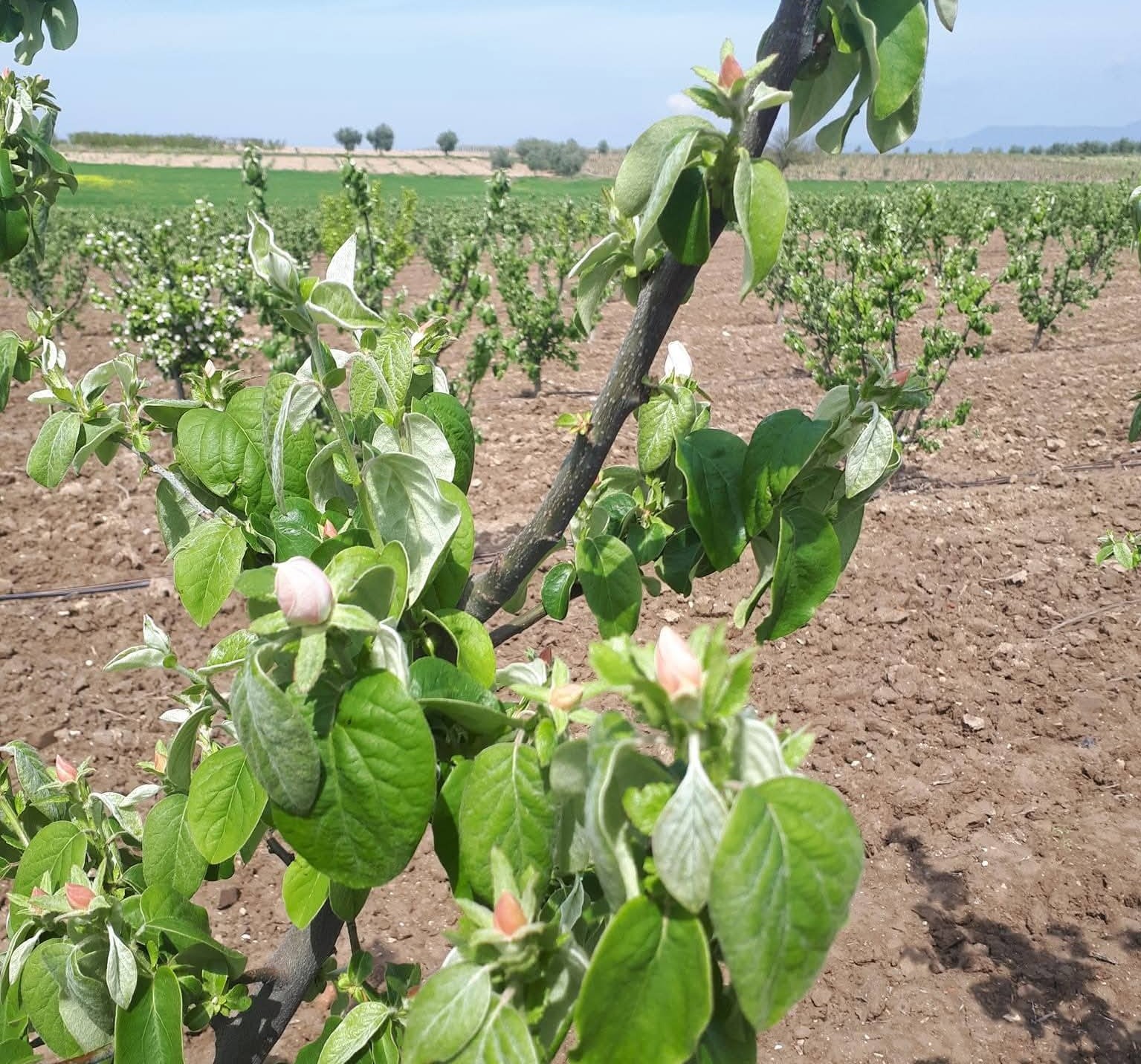 Meyve üreticilerine ateş yanıklığı uyarısı
Meyve üreticilerine ateş yanıklığı uyarısı