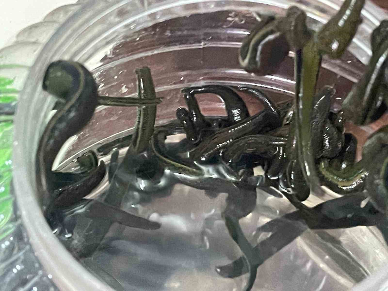 Mezbaha kanıyla besleniyor, birçok hastalığa şifa oluyorlar
