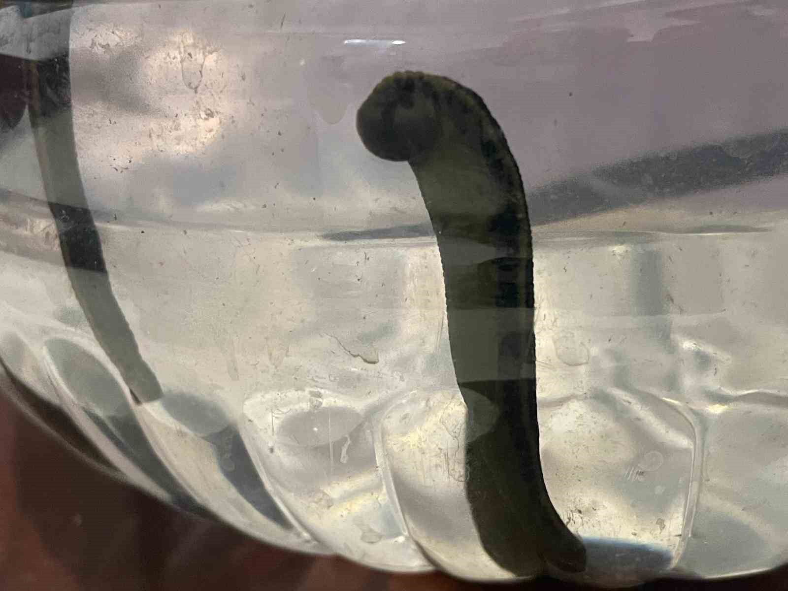 Mezbaha kanıyla besleniyor, birçok hastalığa şifa oluyorlar
