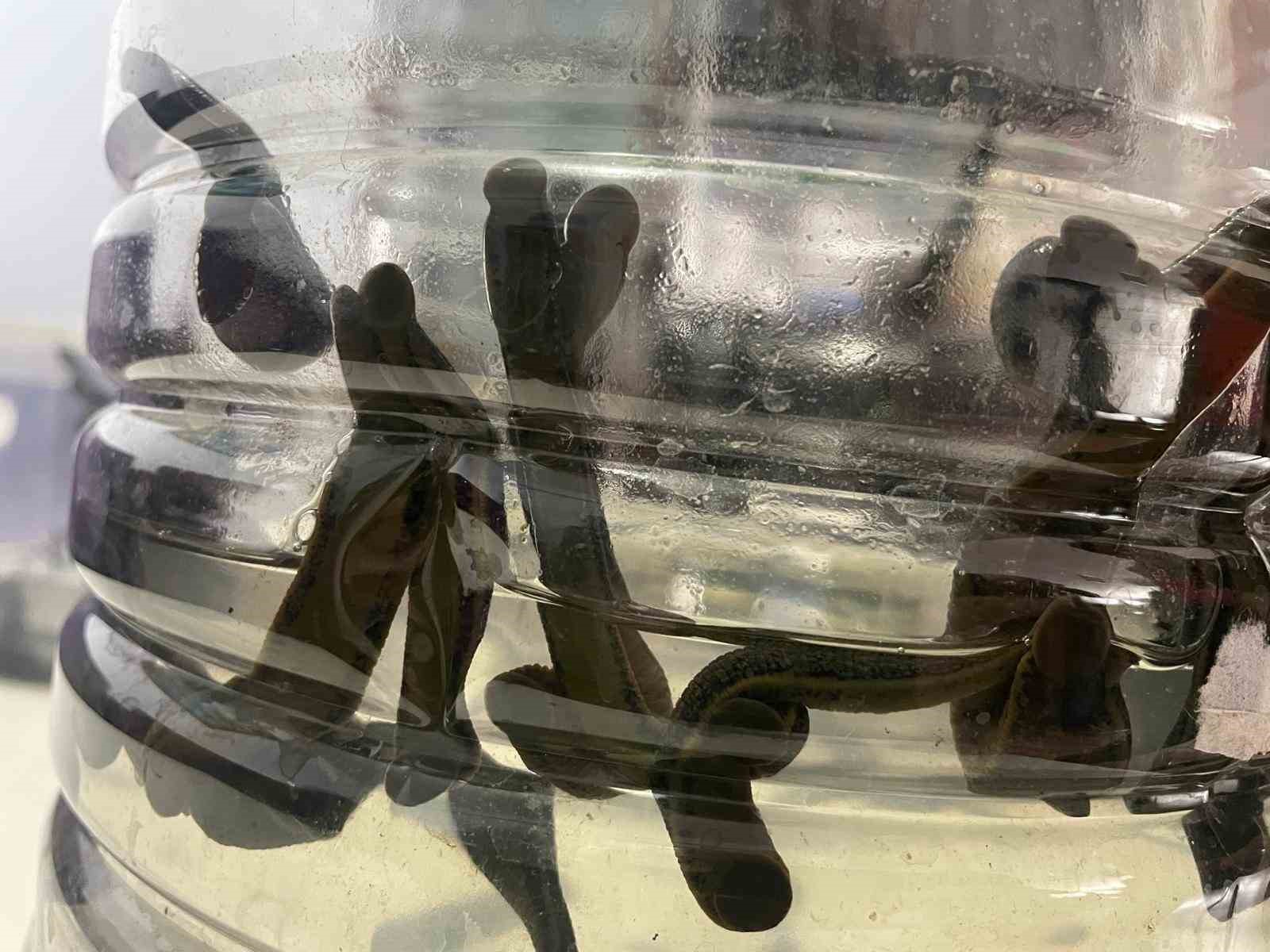 Mezbaha kanıyla besleniyor, birçok hastalığa şifa oluyorlar
