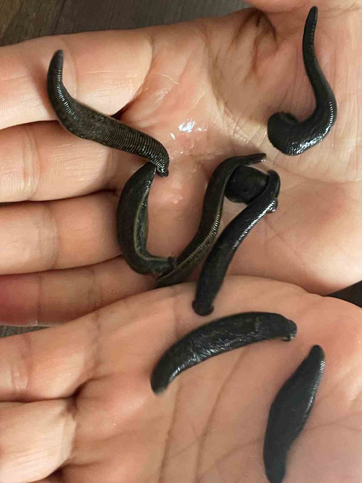 Mezbaha kanıyla besleniyor, birçok hastalığa şifa oluyorlar
