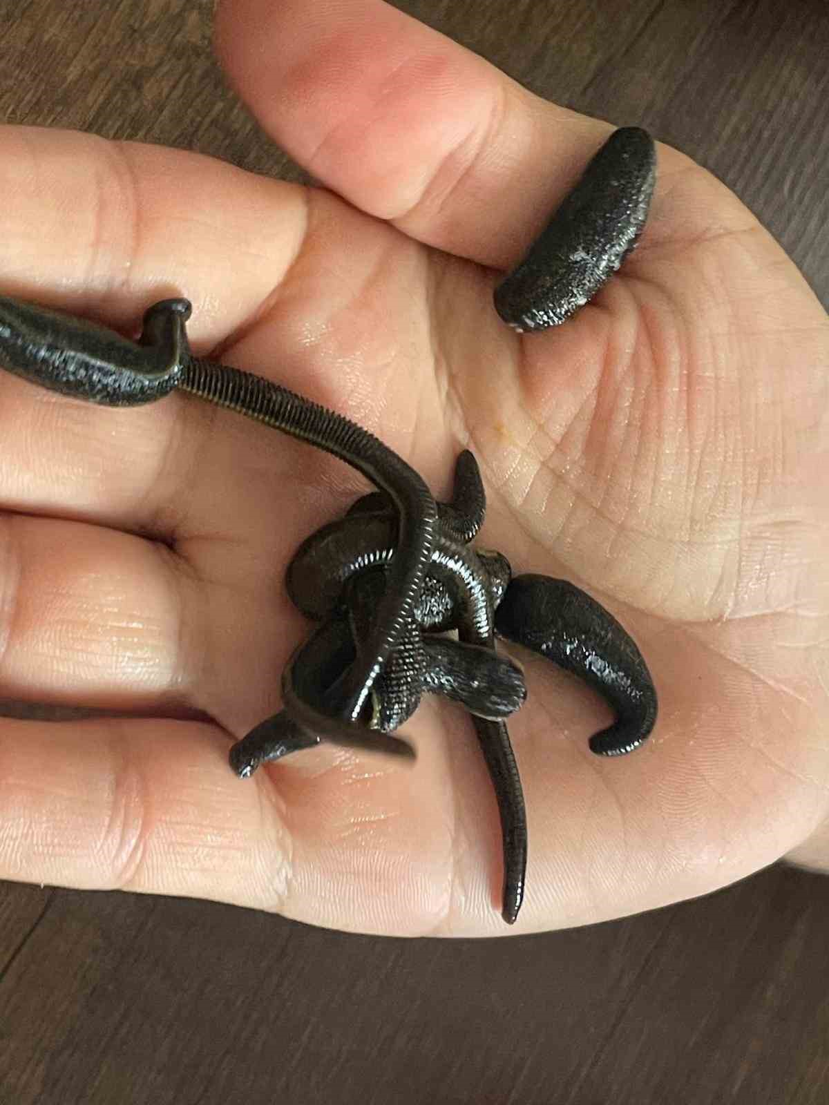 Mezbaha kanıyla besleniyor, birçok hastalığa şifa oluyorlar
