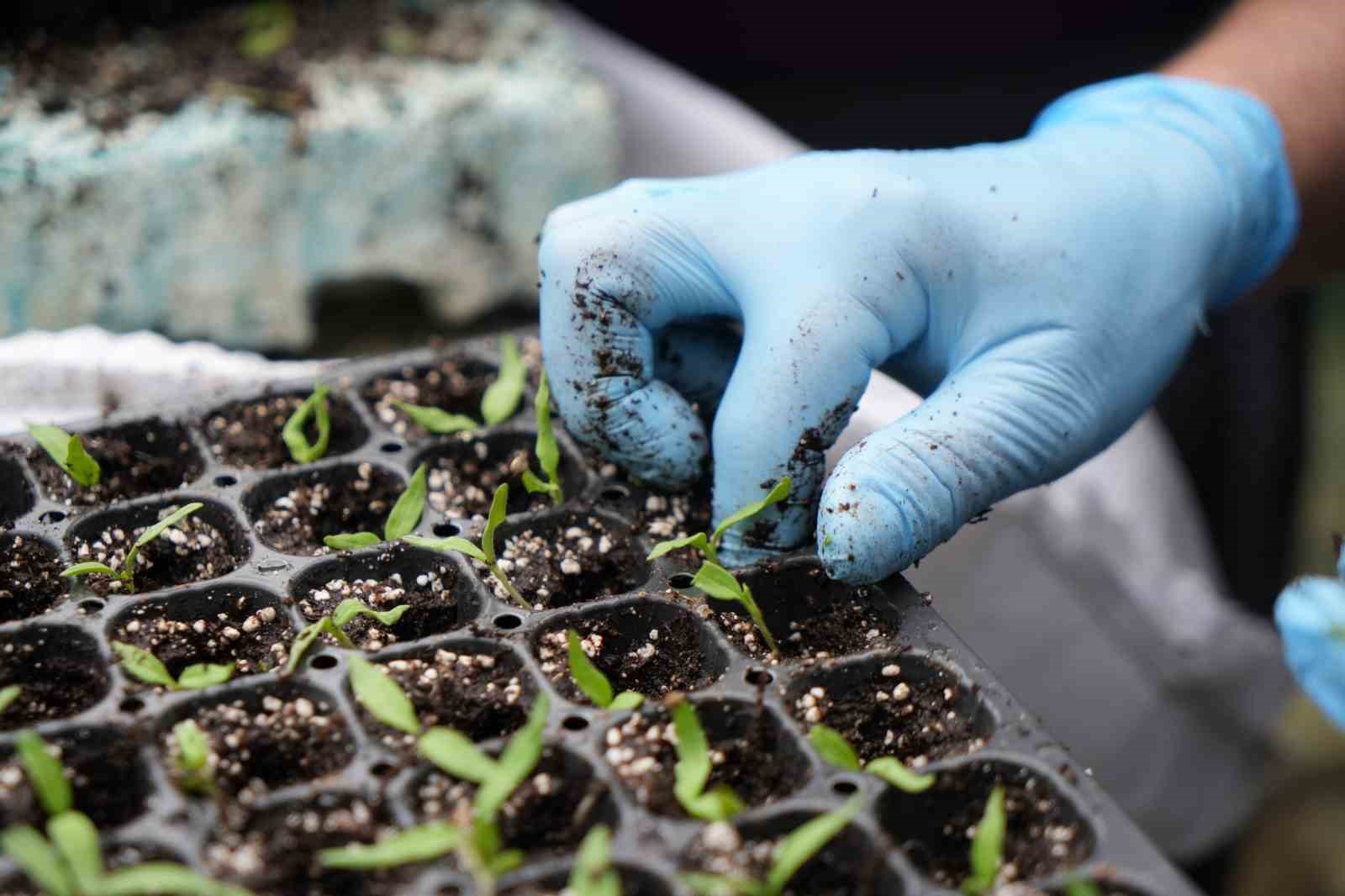 Milyonlarca sebze fidesi profesyonel ellerde üretiliyor
