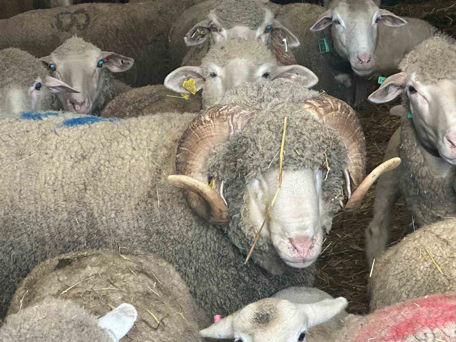 Milyonluk koçun kuzuları için bugünden sıraya girdiler
Milyonluk koçun kuzuları için bugünden sıraya girdiler