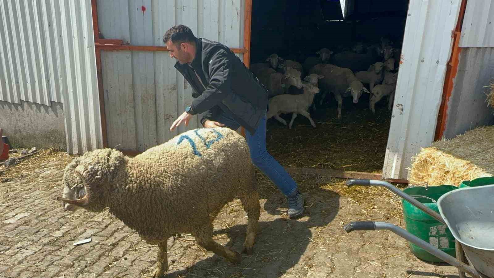Milyonluk koçun kuzuları için bugünden sıraya girdiler
Milyonluk koçun kuzuları için bugünden sıraya girdiler