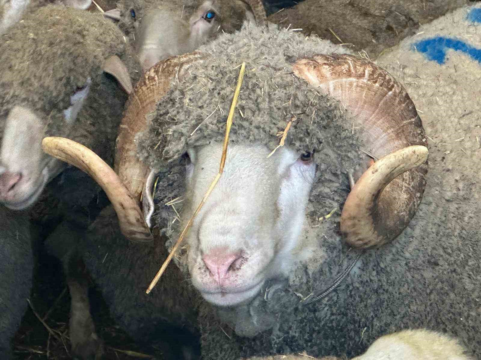 Milyonluk koçun kuzuları için bugünden sıraya girdiler
Milyonluk koçun kuzuları için bugünden sıraya girdiler