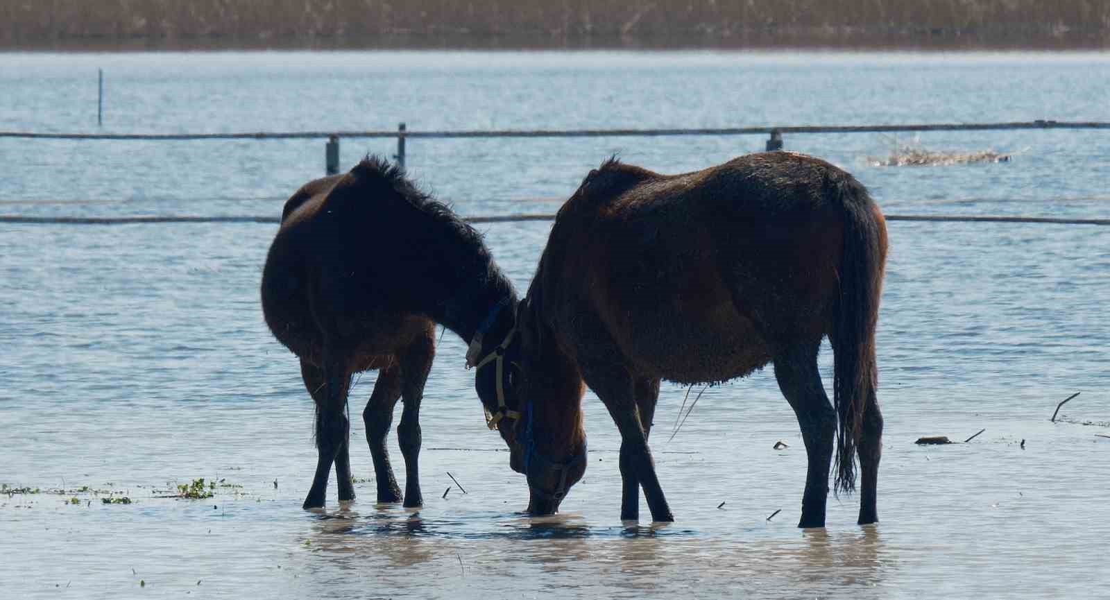 Milyonluk yarış atları da su altında kaldı
