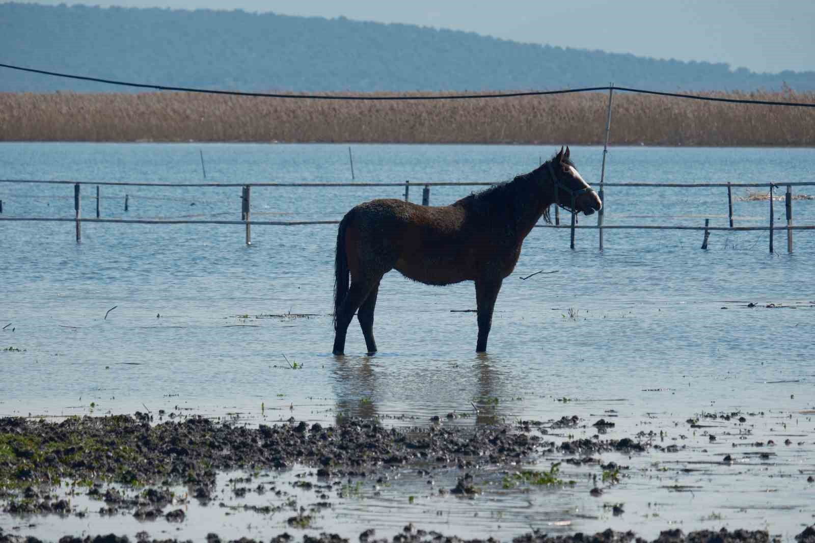 Milyonluk yarış atları da su altında kaldı
