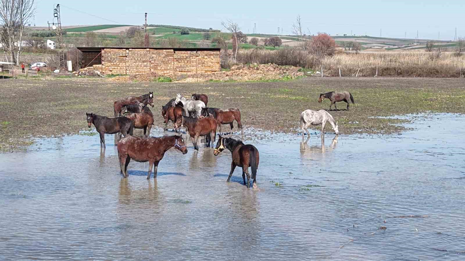 Milyonluk yarış atları da su altında kaldı
