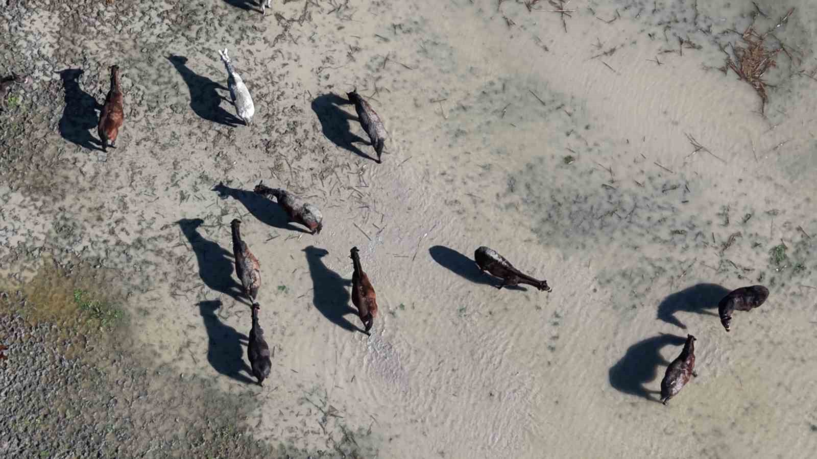 Milyonluk yarış atları da su altında kaldı
