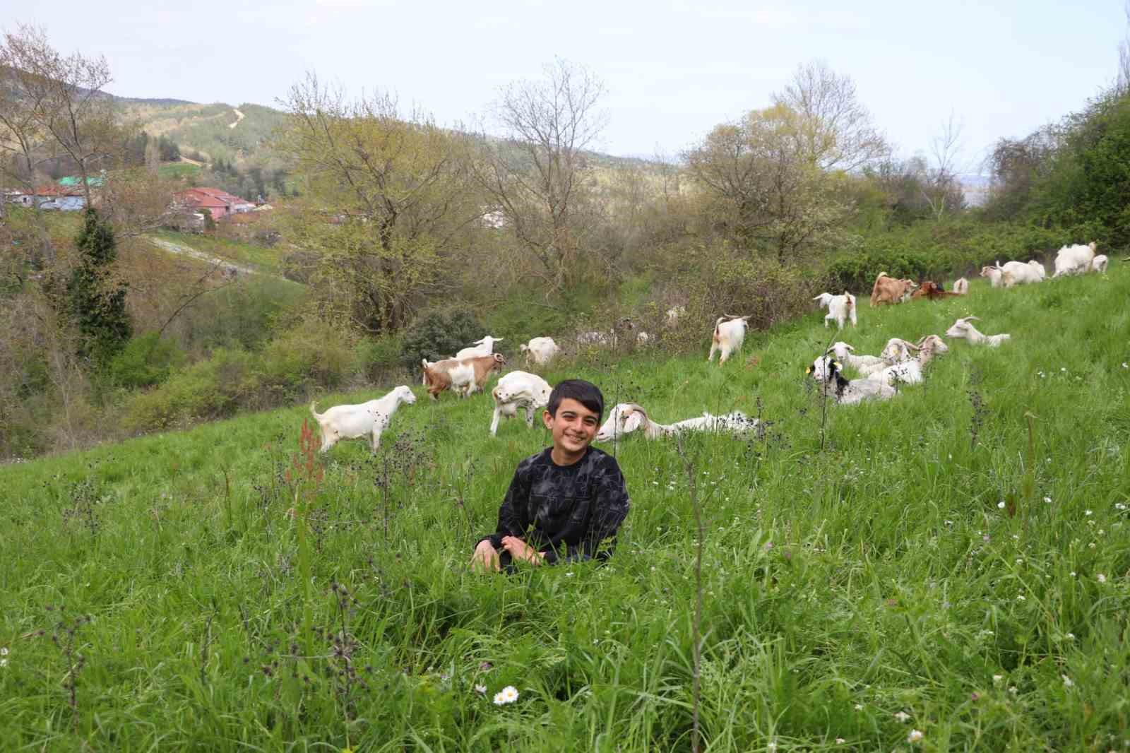 Minik çobanlar Lapseki’de kıyasıya yarışacak
