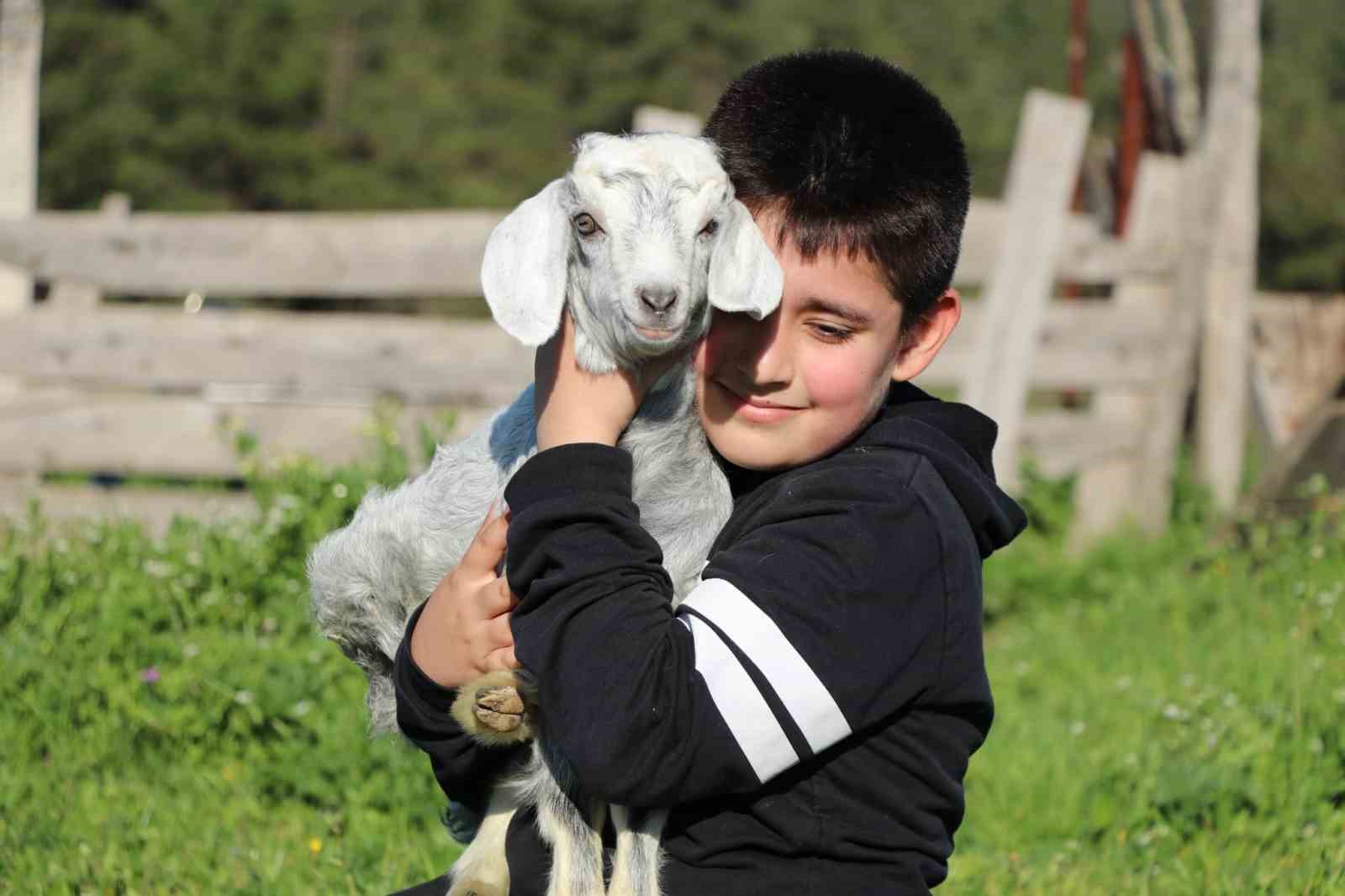 Minik çobanlar Lapseki’de kıyasıya yarışacak
