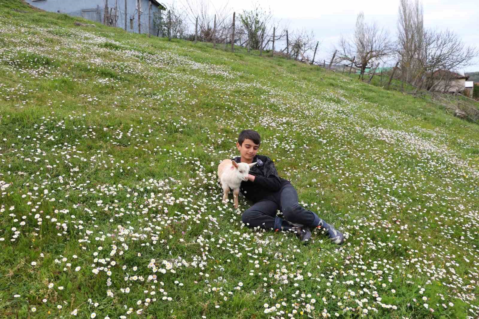 Minik çobanlar Lapseki’de kıyasıya yarışacak
