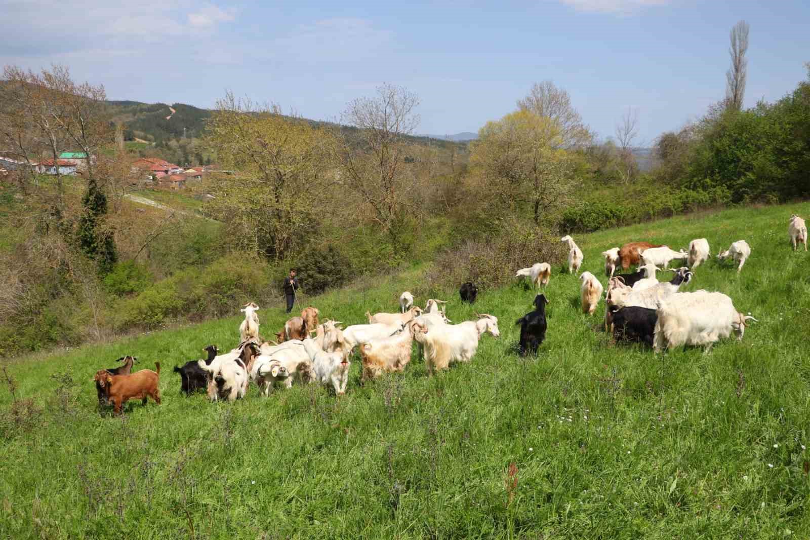 Minik çobanlar Lapseki’de kıyasıya yarışacak
