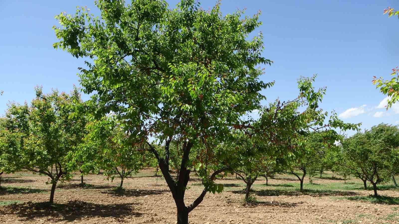 MTÜ’den dünya çapında akademik başarı
