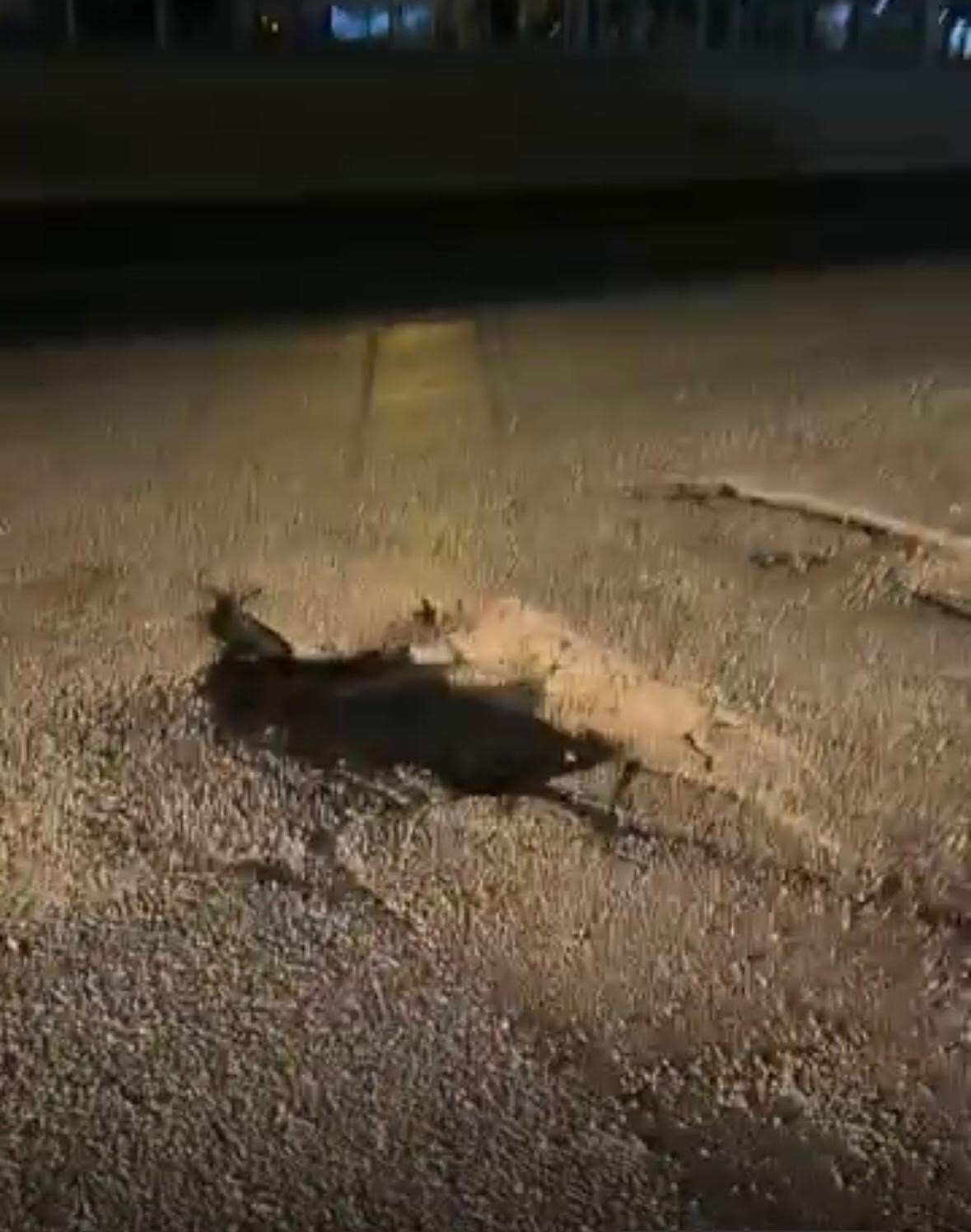 Mudanya Yolu sürücülere kabus yaşatıyor
