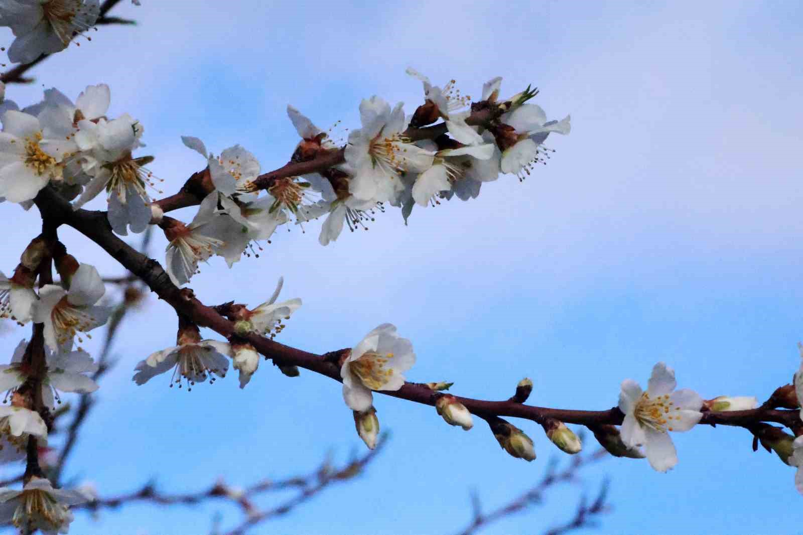 Muğla’da kış ve bahar aynı karede
