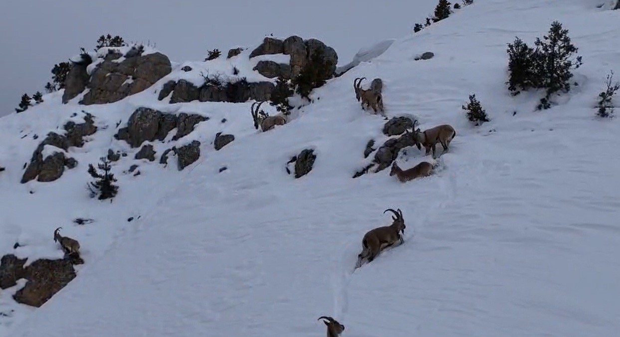 Munzur Dağları’nda yaban keçileri karlı zirvelerde görüntülendi
