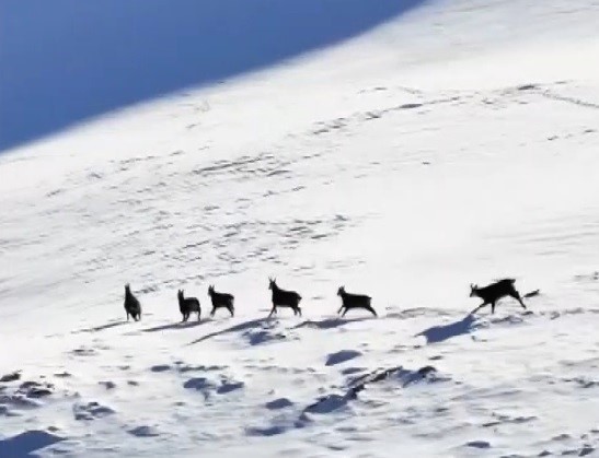 Munzur’un beyaz zirvesinde şamualar görüntülendi
Munzur’un beyaz zirvesinde şamualar görüntülendi