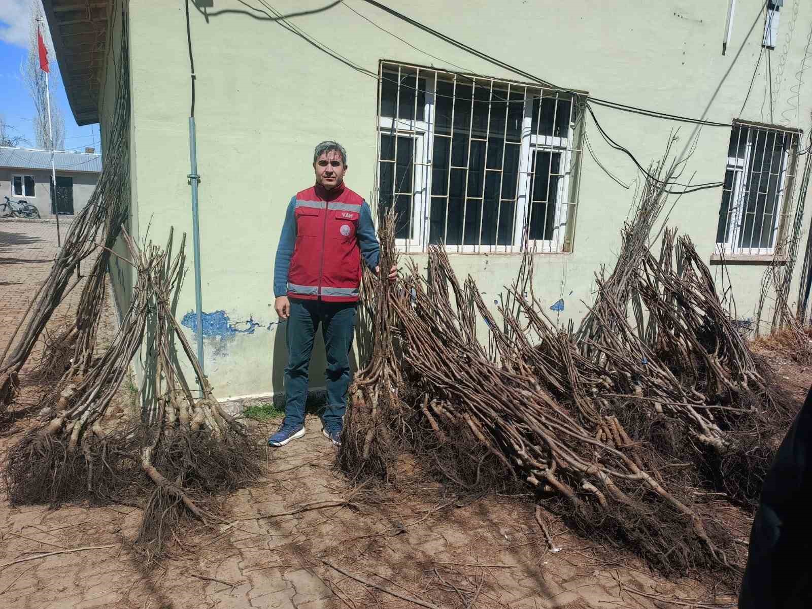 Muradiye’de yüzde 90 hibeli 50 bin adet meyve fidanı dağıtımı yapıldı
