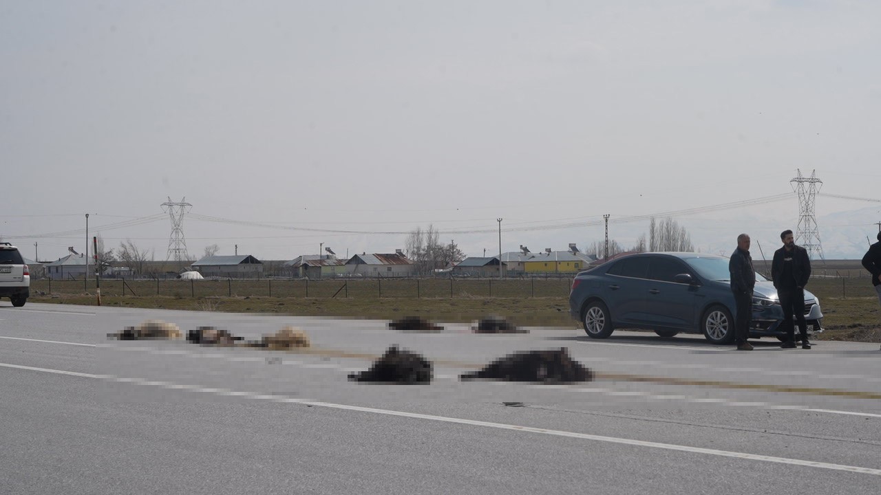 Muş-Bingöl karayolunda SUV tipi araç keçi sürüsüne çarptı: 10 hayvan telef oldu
