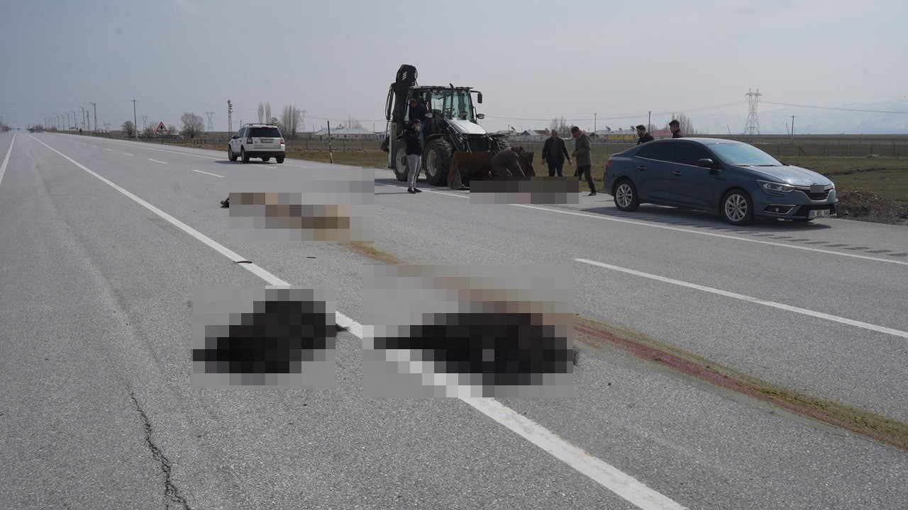 Muş-Bingöl karayolunda SUV tipi araç keçi sürüsüne çarptı: 10 hayvan telef oldu
