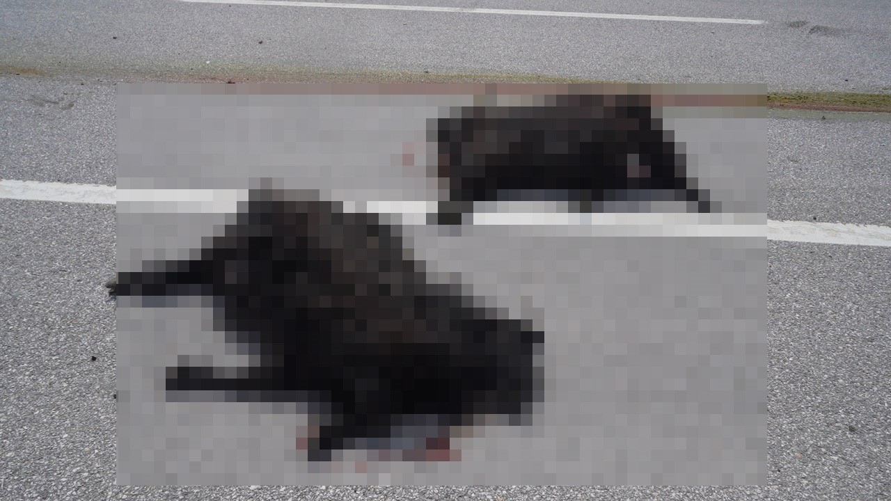 Muş-Bingöl karayolunda SUV tipi araç keçi sürüsüne çarptı: 10 hayvan telef oldu
