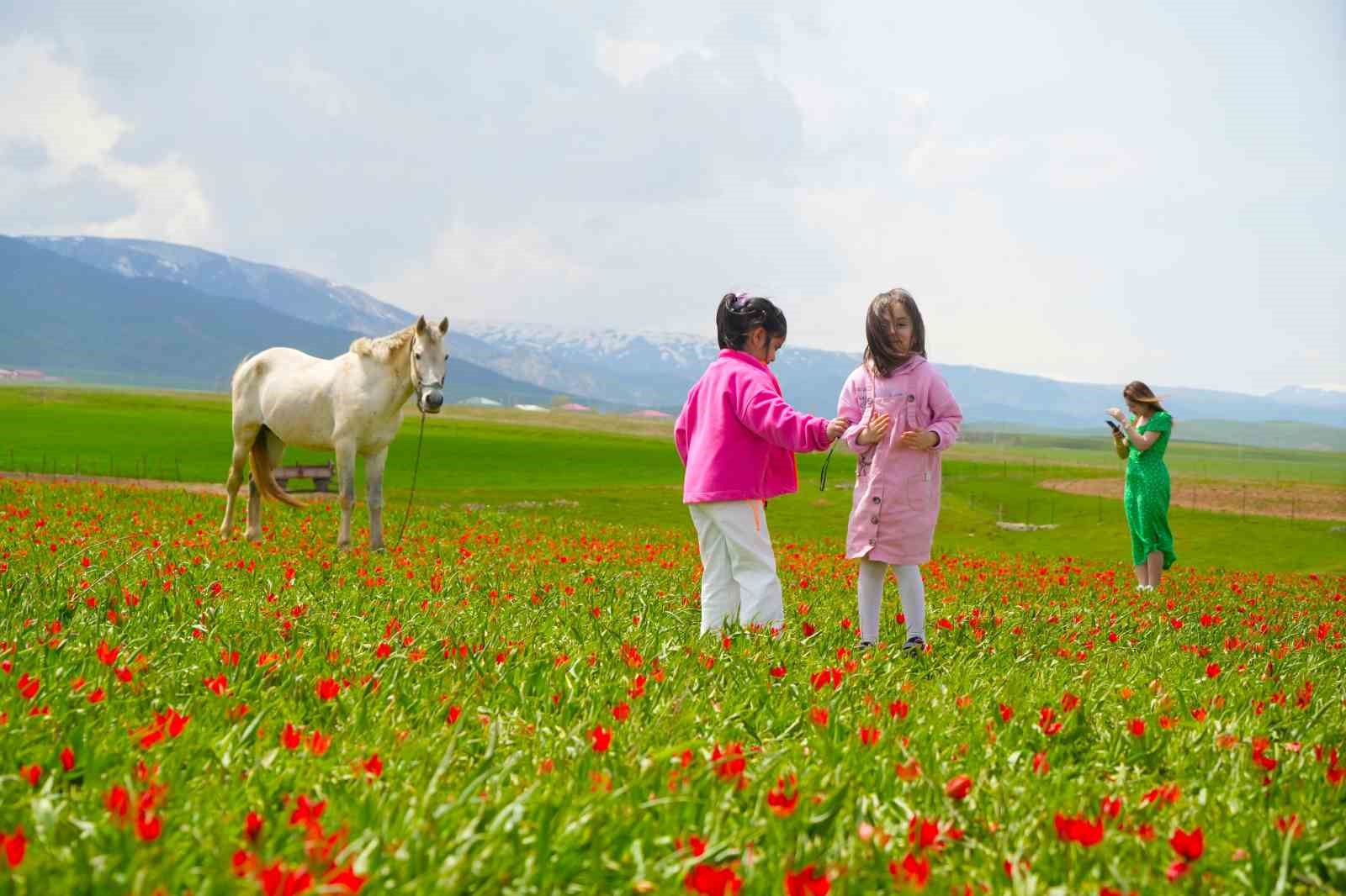 Muş lalesi ovayı kırmızıya boyadı
